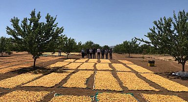 Doğanşehir'de kayısı hasadında sona doğru