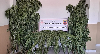 Malatya'da 21 Bin Kök Kenevir Ele Geçirildi