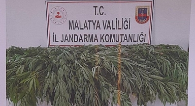 Malatya'da 651 kök kenevir ele geçirildi