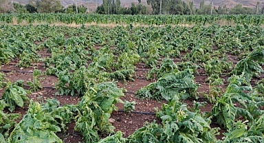 Malatya'da Dolu Yağışı Tütünlere Zarar Verdi