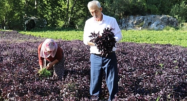 Mor reyhanda hasat zamanı