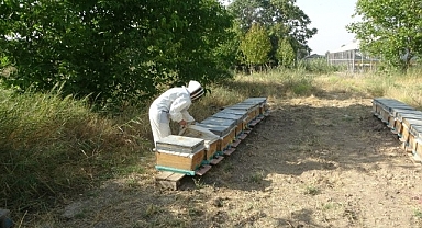 MTÜ'de bal hasadı tamamlandı