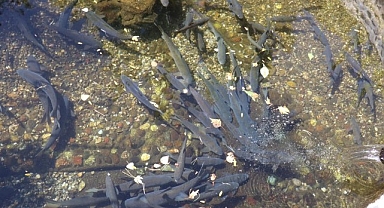 Bu balıkların gizemi çözülemiyor