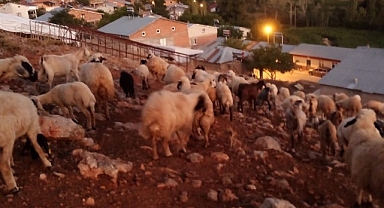 Kurtlar koyun sürüsüne saldırdı: 2 koyun telef oldu