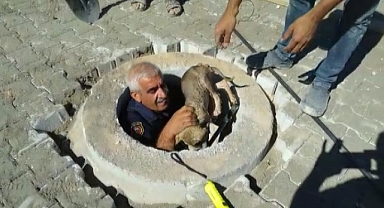 Kuyuya düşen yavru köpek kurtarıldı