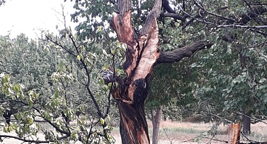 Malatya'da Yıldırımın Düştüğü Ağaç Paramparça Oldu