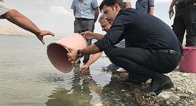 Malatya'da göletlere 2,5 milyon yavru sazan
