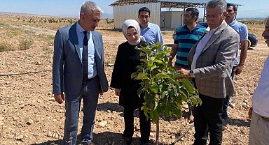 Malatya'da Trabzon hurması üretimine destek