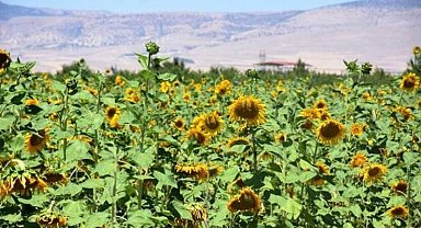 Yazıhan'da Ayçiçek Yağı kadın eliyle üretilecek