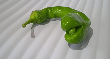 Yılan başlı biber görenleri şaşırttı