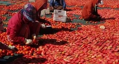 Avrupa'nın kuru domatesi Malatya'dan