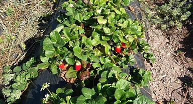 Kırmızı elmas 'çilek' sarı altın 'kayısıya' rakip oldu