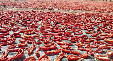 Kurutmalık Domates daha da yaygınlaştırılacak