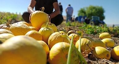 Malatya'da atıl arazilere çerezlik kabak