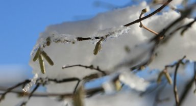 Meteoroloji'den 3 il için zirai don uyarısı