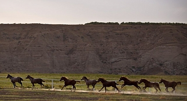 Milyonluk safkanlar ihale ile satılacak
