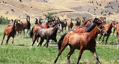 Şampiyon atın yavruları rekor fiyatla satıldı