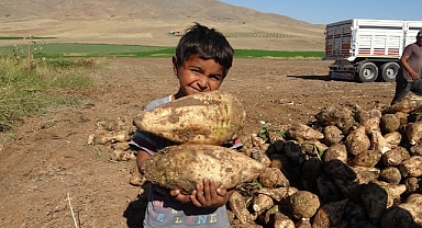 Şeker pancarı hasadında yüksek verim üreticinin yüzünü güldürdü