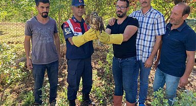 Yaralı şahin tedavi altına alındı