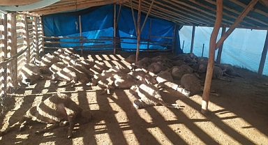 Yazıhan'da Ağıla Giren Kurt Sürüsü, 42 Koyunu Telef Etti