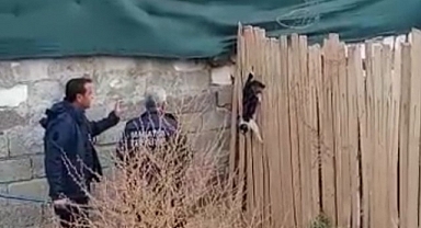 Yer çekimine karşı koyan kedi