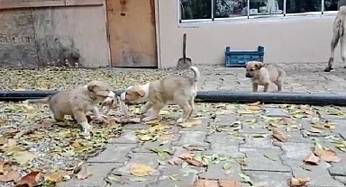 Aç kalan yavru köpeklerin kavgası gülümsetti