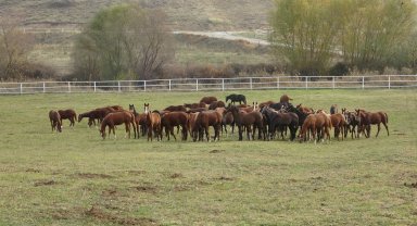 Malatya'daki bu atlar para basıyor