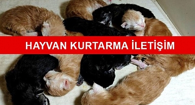 Hayvan Kurtarma İletişim Numarası
