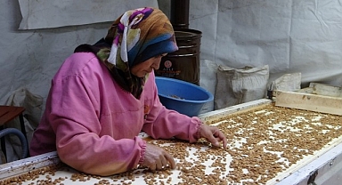 Kayısı çekirdeği ihracatı yüz güldürüyor