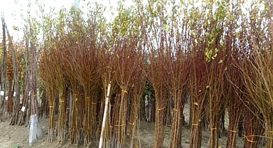 Malatya'da Meyve Fidanı Atağı