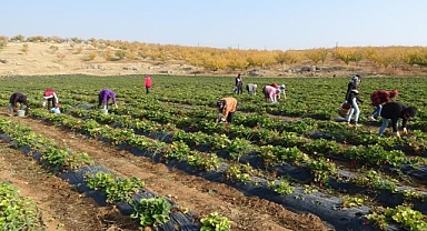 Malatya'dan ABD ve AB ülkelerine dondurulmuş çilek ihracatı