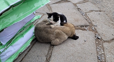 Soğuktan üşüyen kedi ile köpeğin dayanışması yürekleri ısıttı