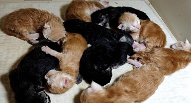 Tek Seferde 10 Tane Yavruladı