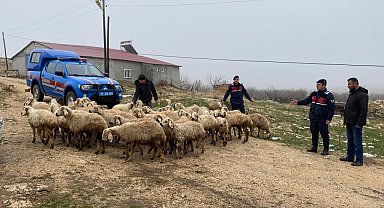 Kayıp hayvanlar dron ile bulundu