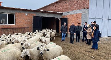Malatya'da Akkaraman ırkı koyun yetiştiriciliği yaygınlaştırılıyor