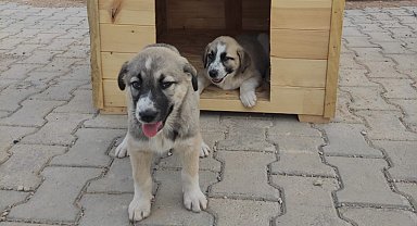Özel çocuklar için yavru köpeklere kulübe