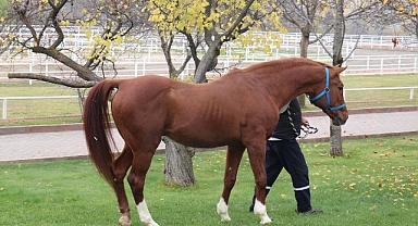 Sultansuyu'nun gözde atı: Özgünhan