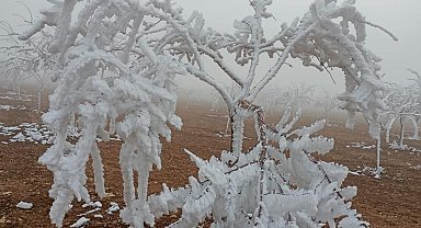 Darende'de kar beklenirken ağaçlar kırağı tuttu
