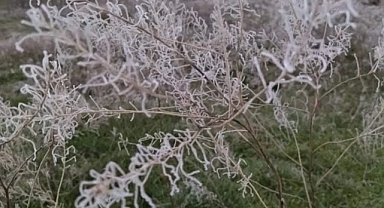 Malatya'da kırağı kartpostallık görüntüler oluşturdu
