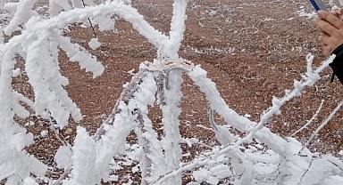 Malatya'da şaşkına çeviren olay: Kırağı ağaçların dallarını kırdı
