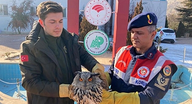 Yaralı baykuşa duyarlı vatandaş şefkati