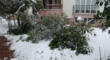 Malatya'da kar ağaçları yerinden söktü