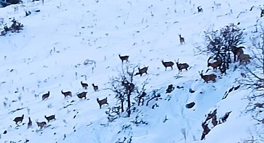 Malatya'da kar altında yiyecek arayan yaban keçileri görüntülendi
