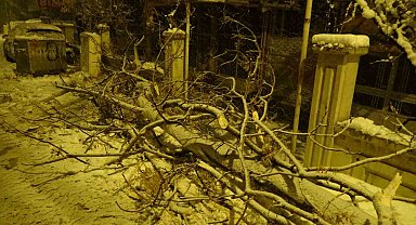 Malatya'da yoğun kar yağışı ağaçları devirdi