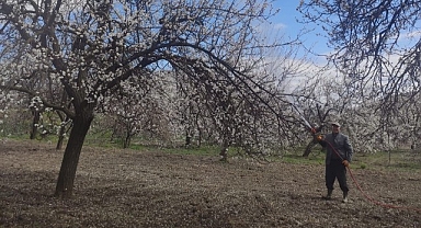 Malatya'da Kayısı Ağaçları İlaçlanmaya Başladı