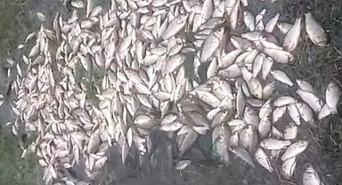 Malatya'da sel nedeniyle taşan göldeki balıklar karaya vurdu