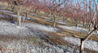 Malatya'da kayısıyı don vurdu
