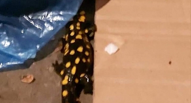 Malatya'da nesli tükenme tehlikesi altında olan benekli semender görüntülendi