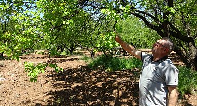 Kayısı düşük rekolte tehlikesiyle karşı karşıya