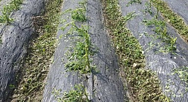 Pütürge'de Bostanlar Zarara Uğradı